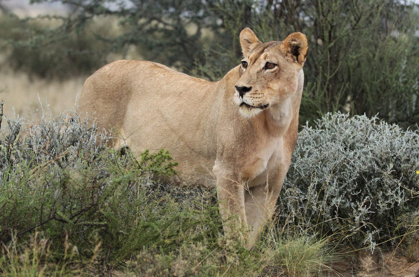 Amerikaanse cheetah bleek nauwer verwant aan poema