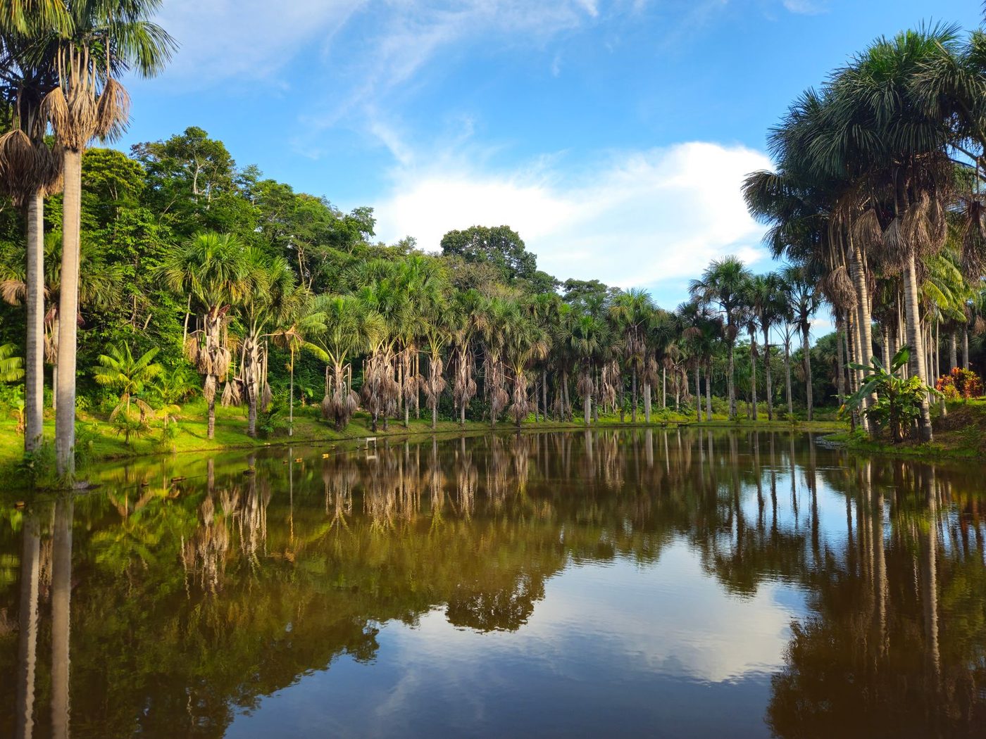 'Super' El Niño dreigt Amazonewoud te treffen met catastrofale droogte