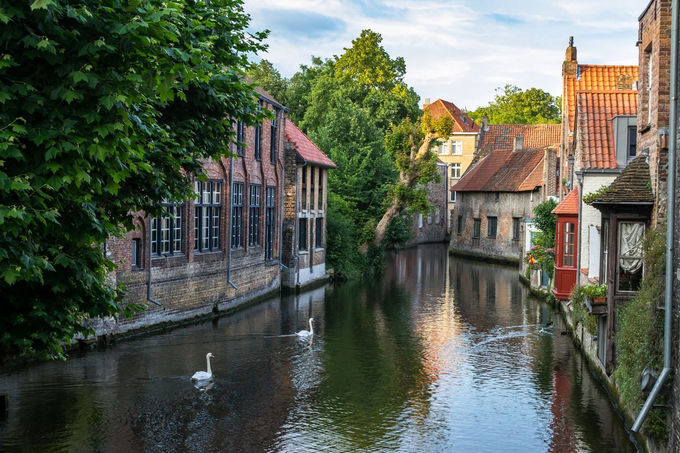 Zwanen keren terug naar Brugse reien na blauwalgenalarm