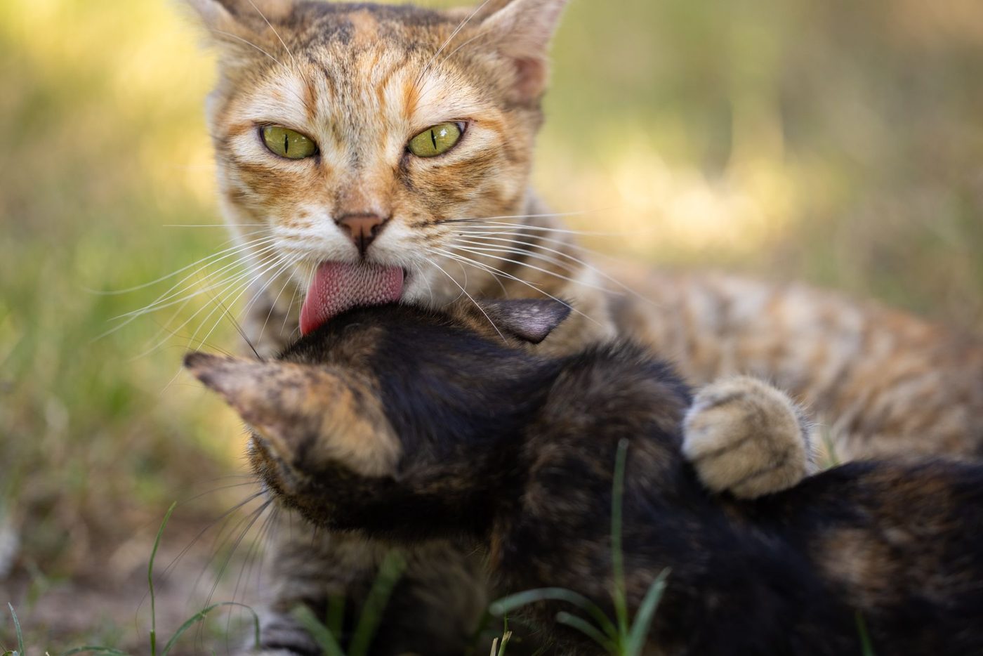 De redenen achter het wederzijds likken van katten