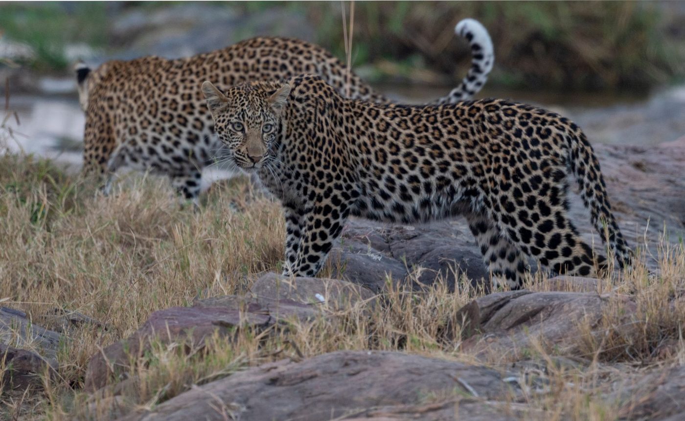 Panter valt dierenverzorgster in Beekse Bergen: zwaargewond