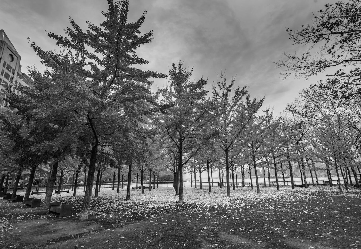 Bûûmplanters realiseren recordjaar met meer dan 11.500 aangeplante bomen