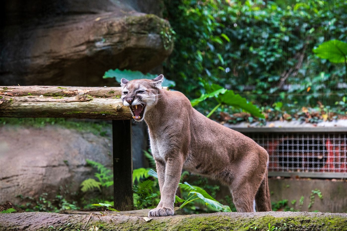 Wetenschappers identificeren nieuwe kattensoort in Zuid-Amerika