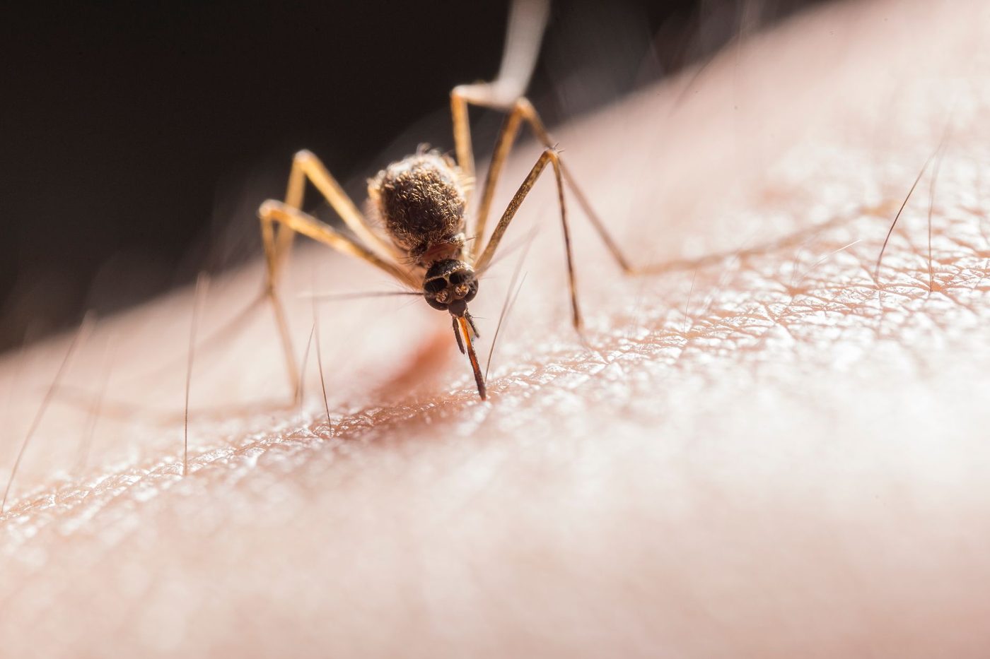 Westnijlvirus eist twee levens in Vlaanderen