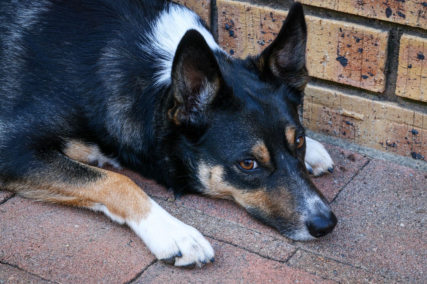 Waarom kijken honden zelden naar laagvliegende vliegtuigen?