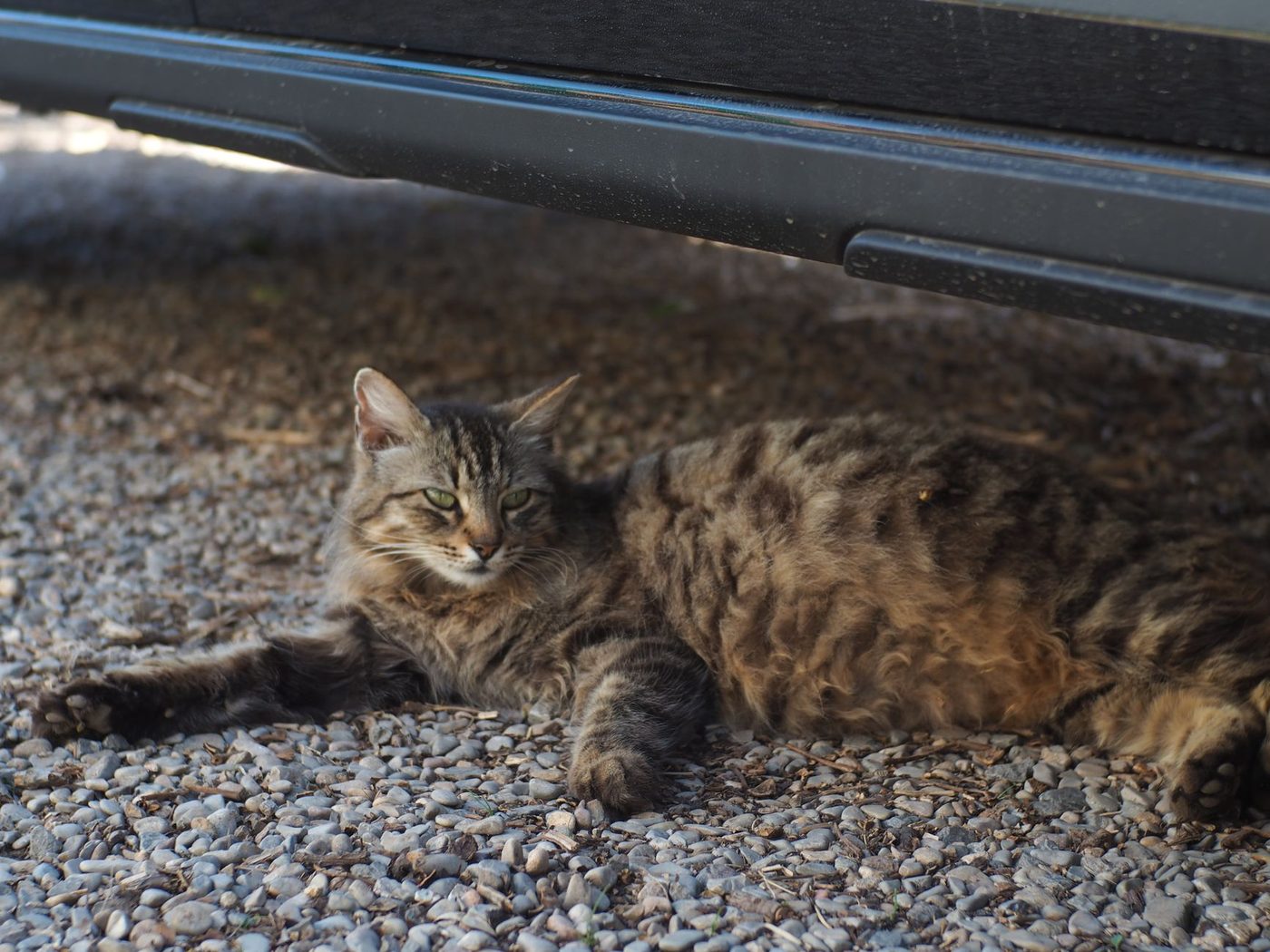 Kater overleeft zes dagen onder motorkap: 'Hij reisde de halve Westhoek rond'