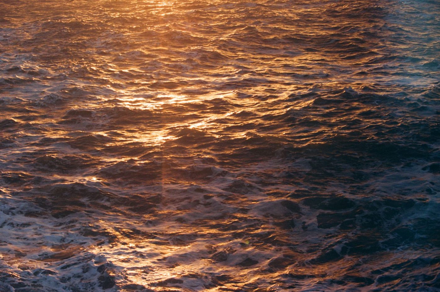 Wetenschappers pleiten voor noodmaatregelen om zeedieren te redden van record-El Niño