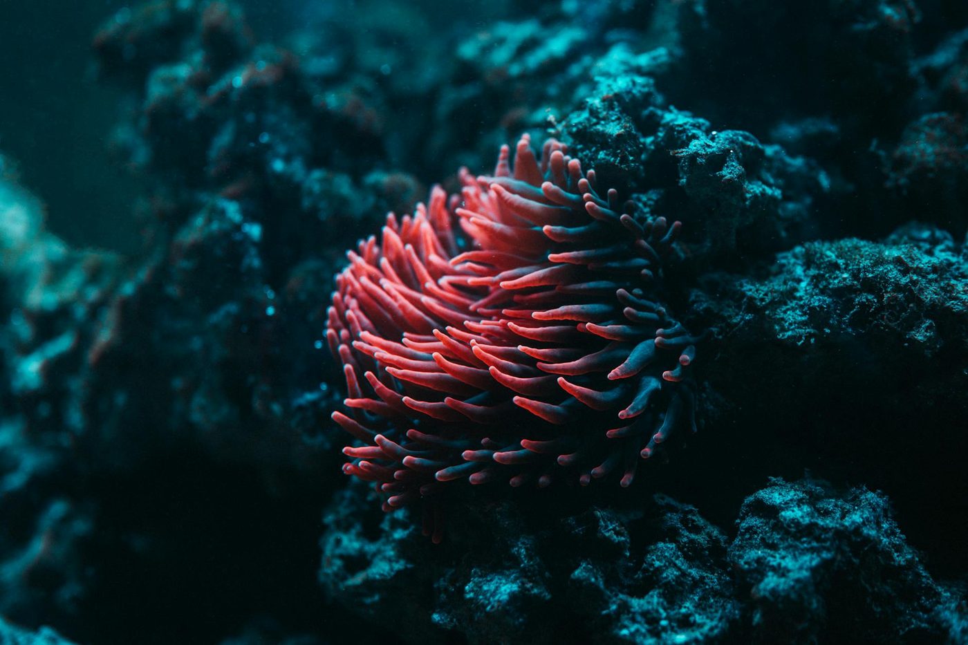 Remora's duiken in cloaca van mantaroggen voor bescherming en voedsel