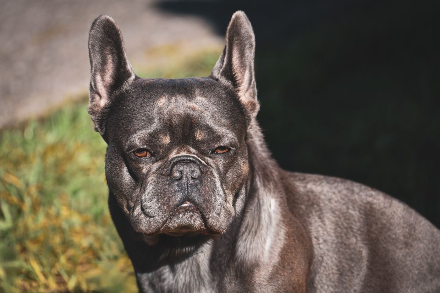 Gestolen Franse bulldog uit Essenbeek teruggevonden in gestolen wagen in Schaarbeek