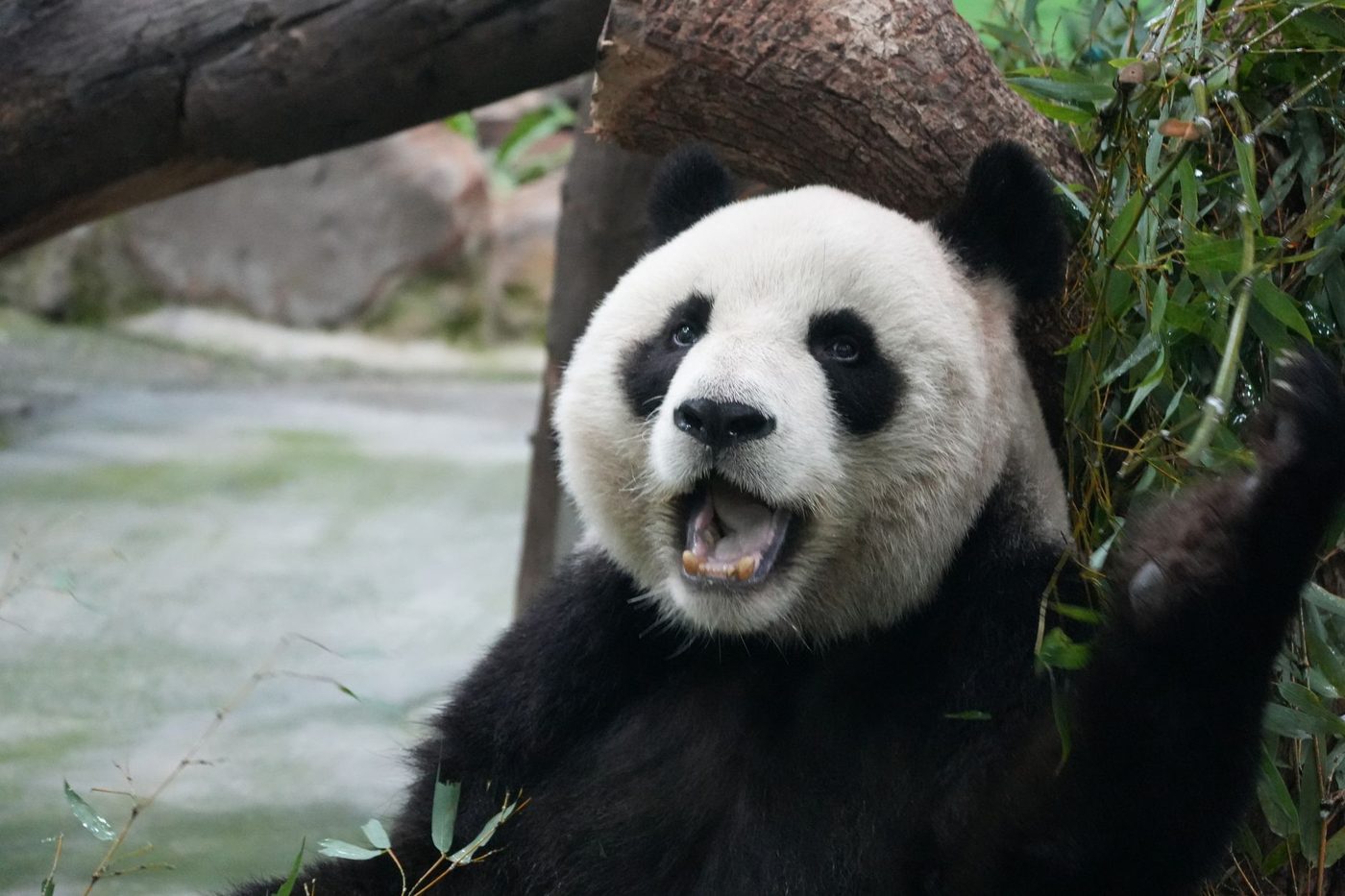 Panda-diplomatie: China stuurt reuzenpanda's naar VS na top Xi-Trump