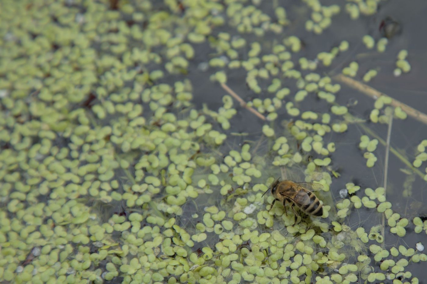Groene laag op Gentse wateren: regen spoelt eendenkroos weg, maar dit moet nog gebeuren