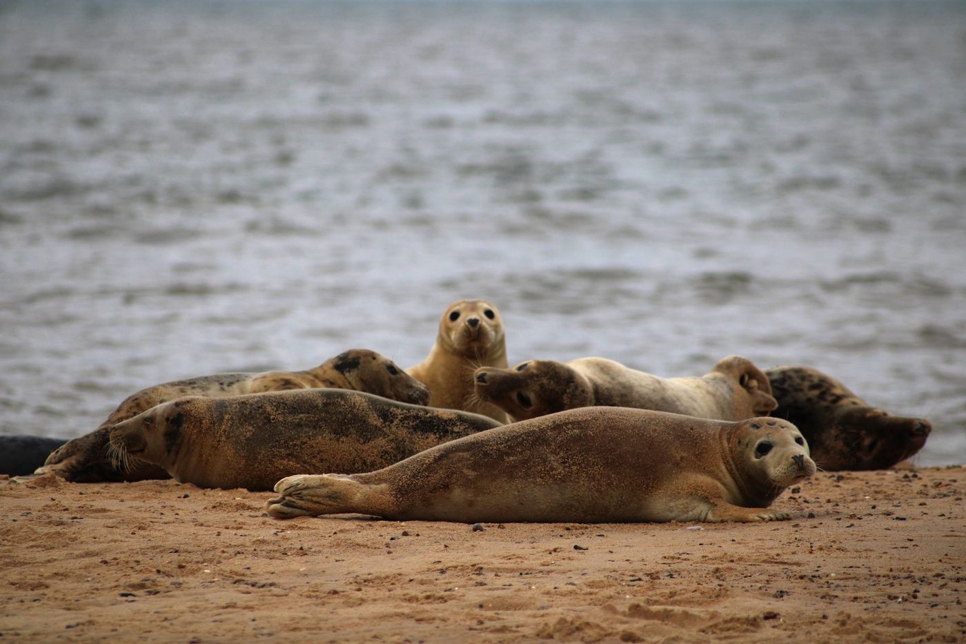 Rosa, Storm en Oskar mogen weer de zee in: drie zeehondjes vrijgelaten in Blankenberge