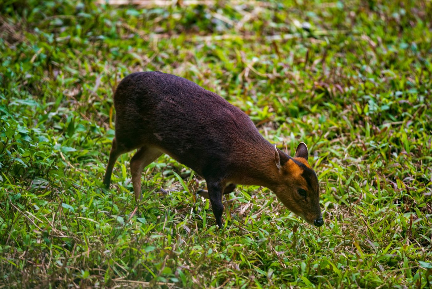 Invasieve Chinese muntjak in Pelt: natuurbeheerders vrezen ecologische schade