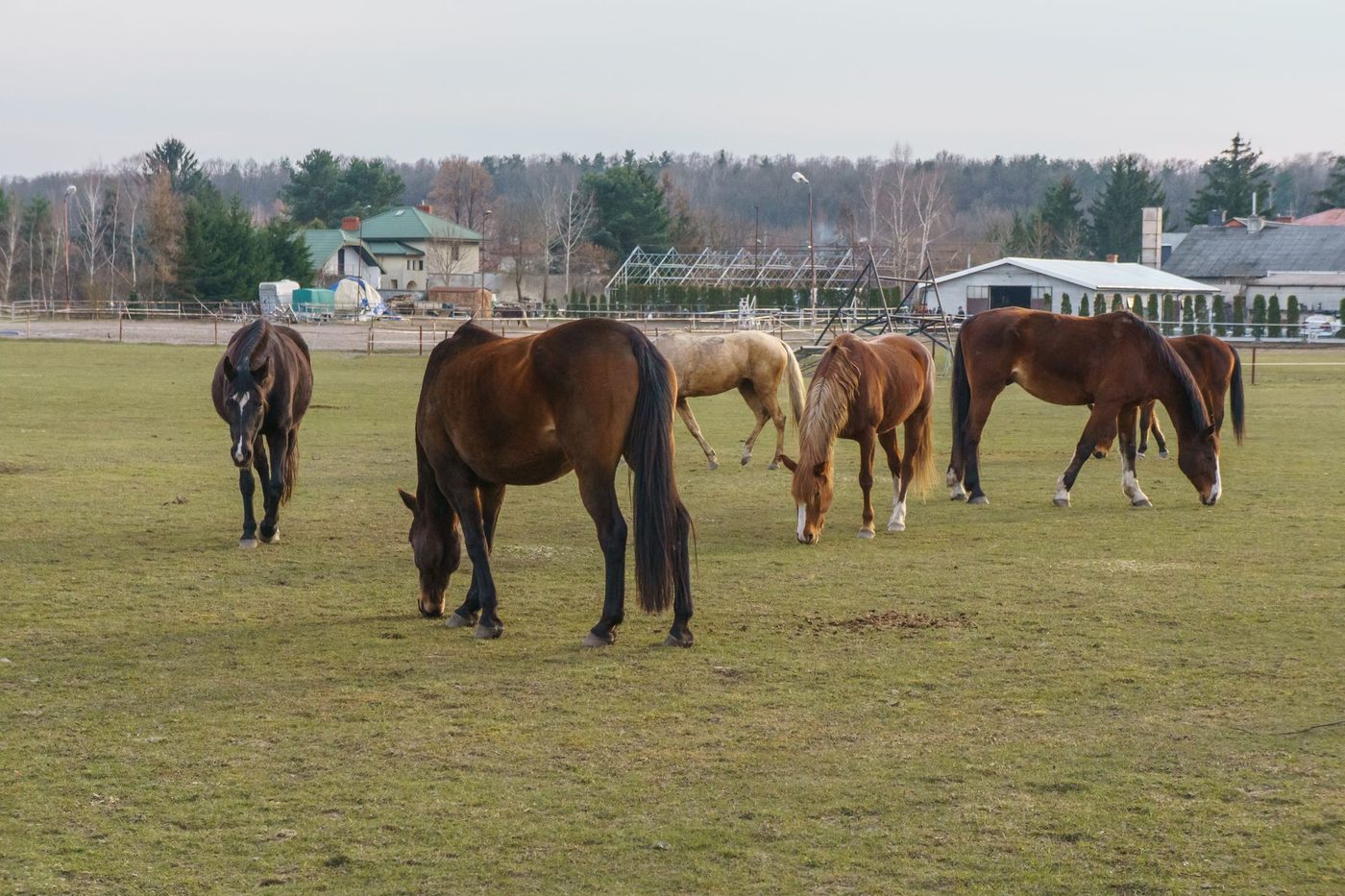 87 paarden in quarantaine na nieuw geval van moeraskoorts in Lokeren
