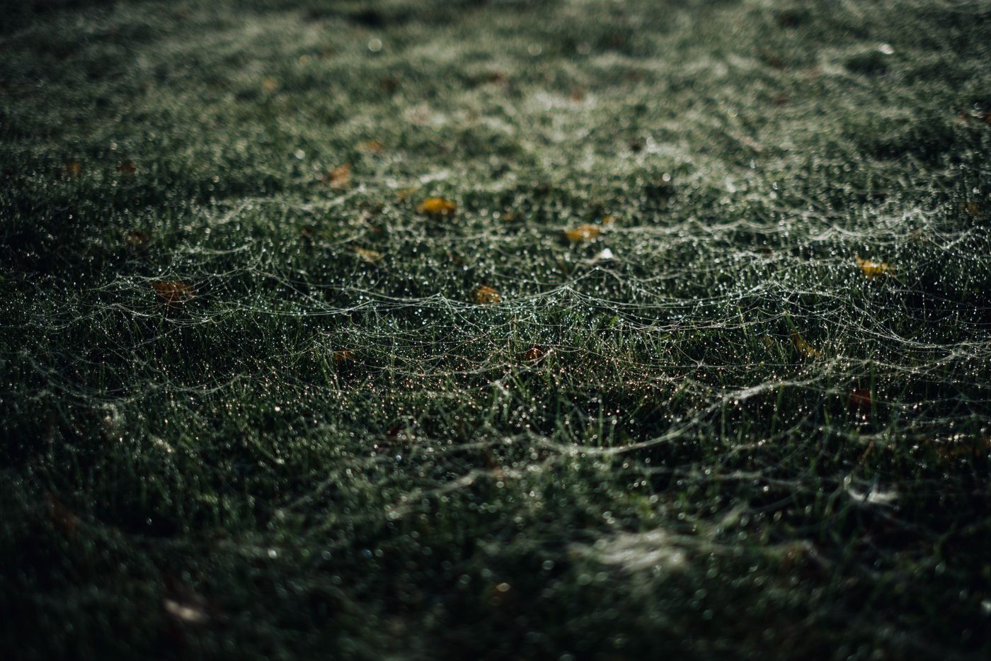 Natuurlijke methoden tegen de jaarlijkse spinneninvasie in de herfst