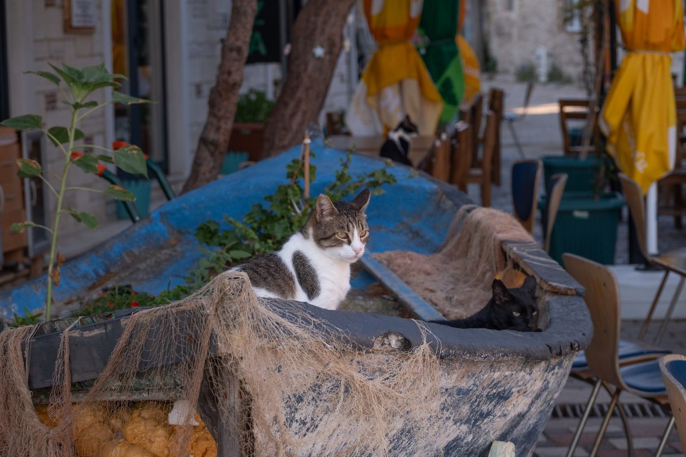 Politie betreedt 'spookschip' en vindt zestig katten verstopt in elke hoek van de boot