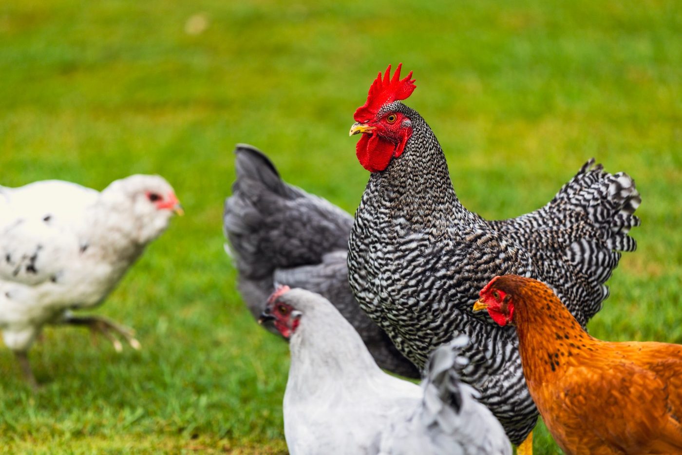 Salmonella-alarm: deze scharreleieren van Colruyt en Delhaize moet je niet eten