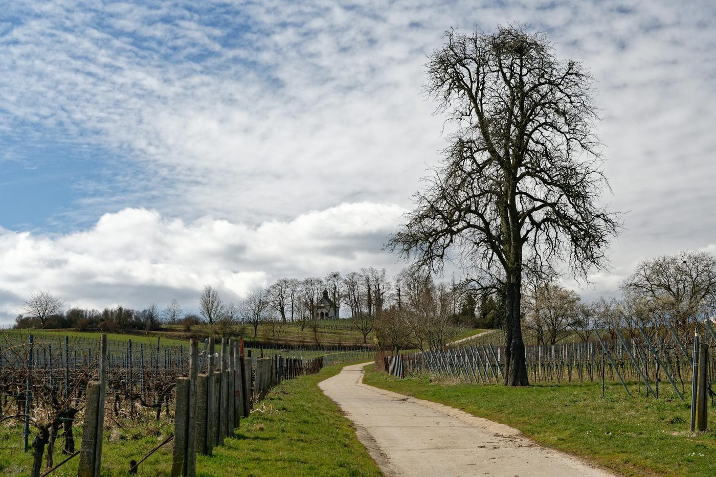 Belgische wijnbouw breekt records: productie en areaal stijgen aanzienlijk