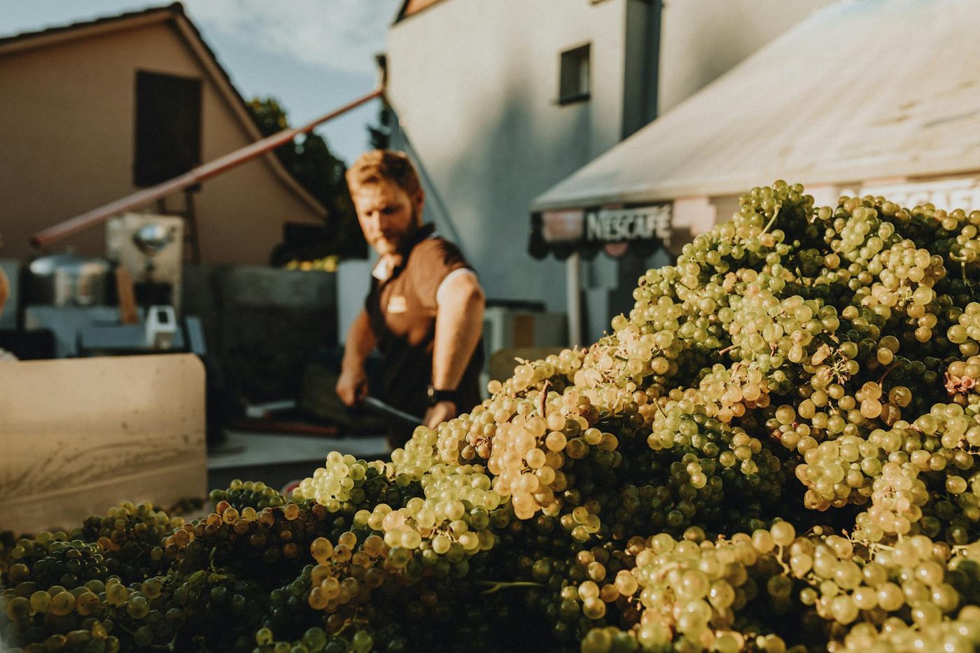 Belgische wijnbouw beleeft recordjaar, productie stijgt fors