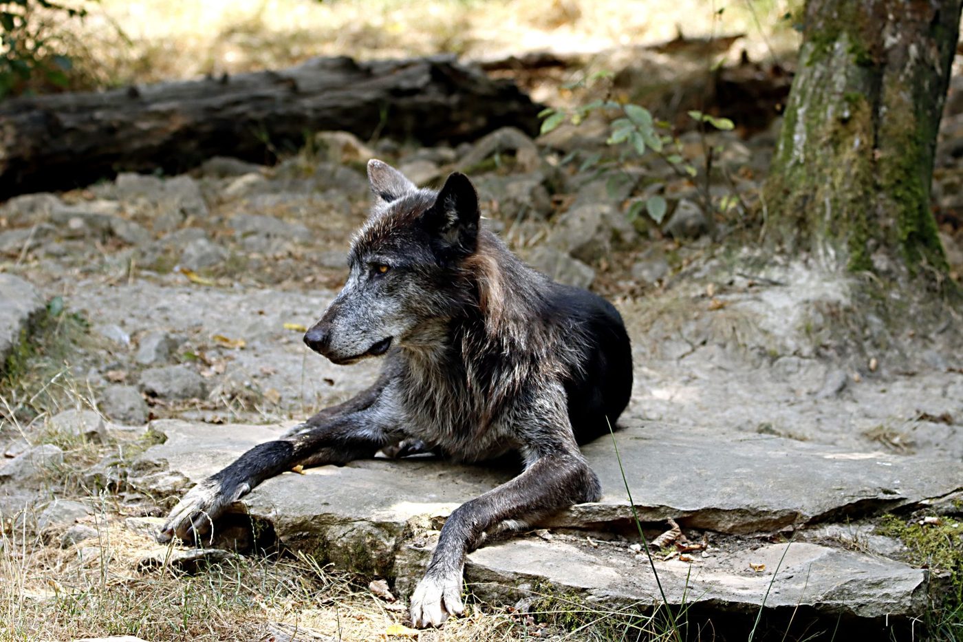 Wolf valt 8-jarig meisje aan in Duits wildpark: zwaar gewond
