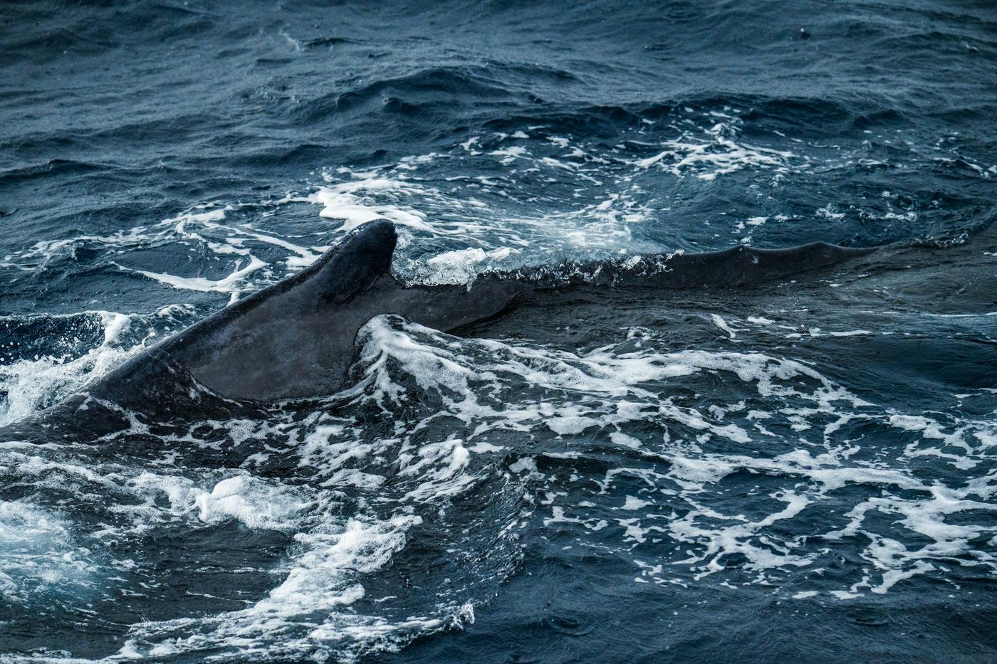Duitsland staakt reddingspogingen voor gestrande bultrug in Oostzee