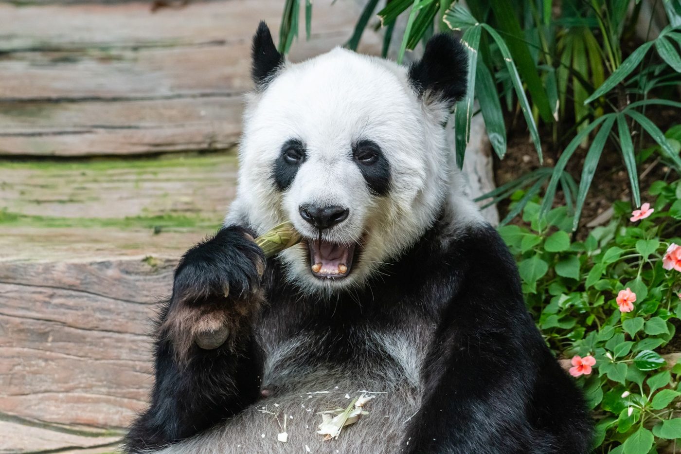 Panda Ran Ran verhuist van China naar Pairi Daiza