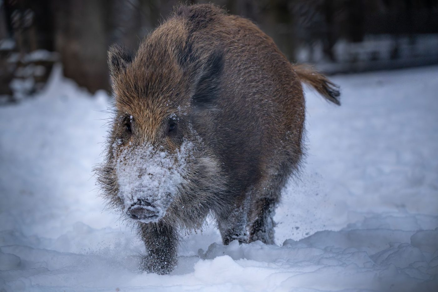 Spitsmuis past schedelvorm aan om winterse kou te overleven