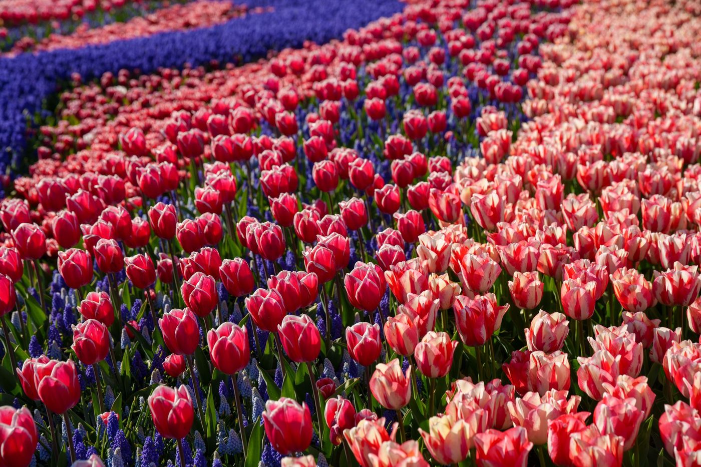 Lier kleurt begraafplaatsen op met tienduizenden bloembollen voor biodiversiteit