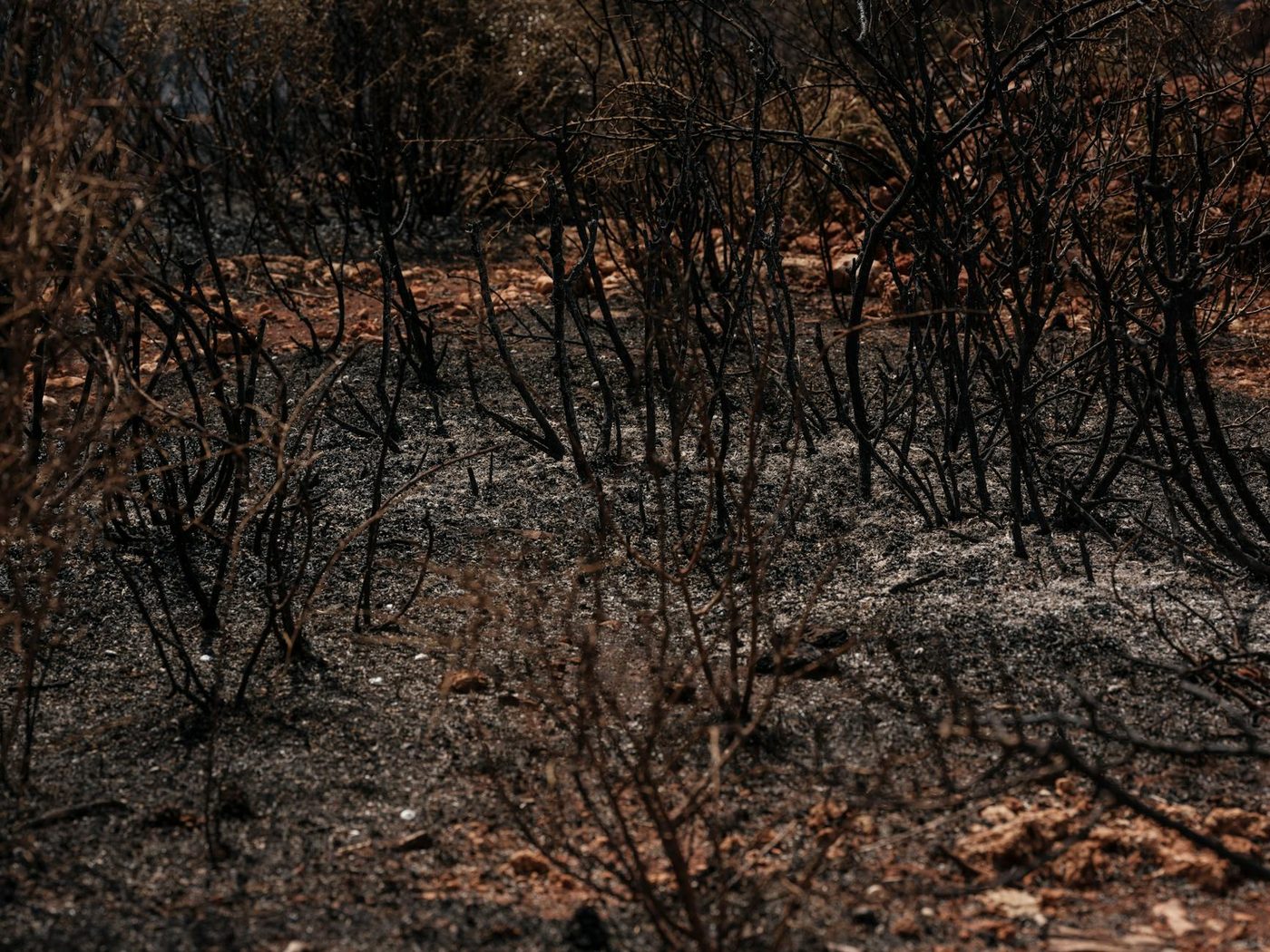 Zeven paarden omgekomen bij stalbrand in Maaseik, eigenaar zwaargewond