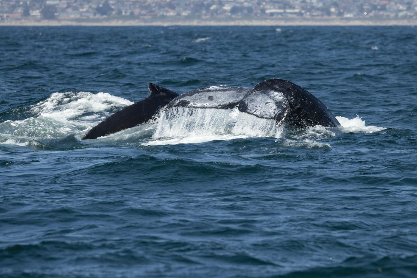 Hoop voor bultrug Timmy: verdwaalde walvis beweegt richting haven in de Oostzee