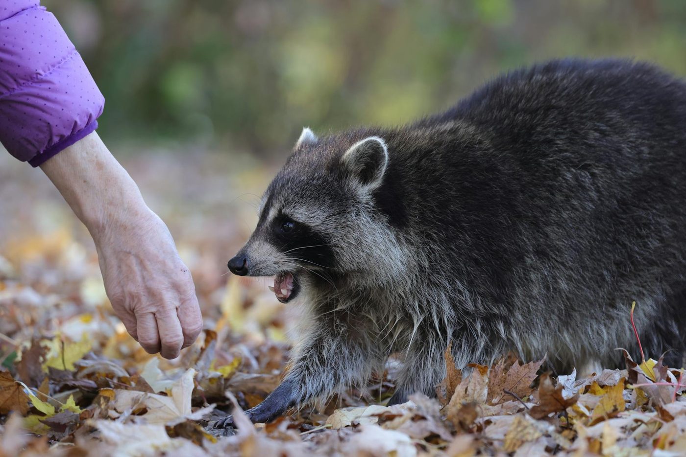 Vrouw in Hamburg gebeten door wolf, dier gevangen in stadscentrum