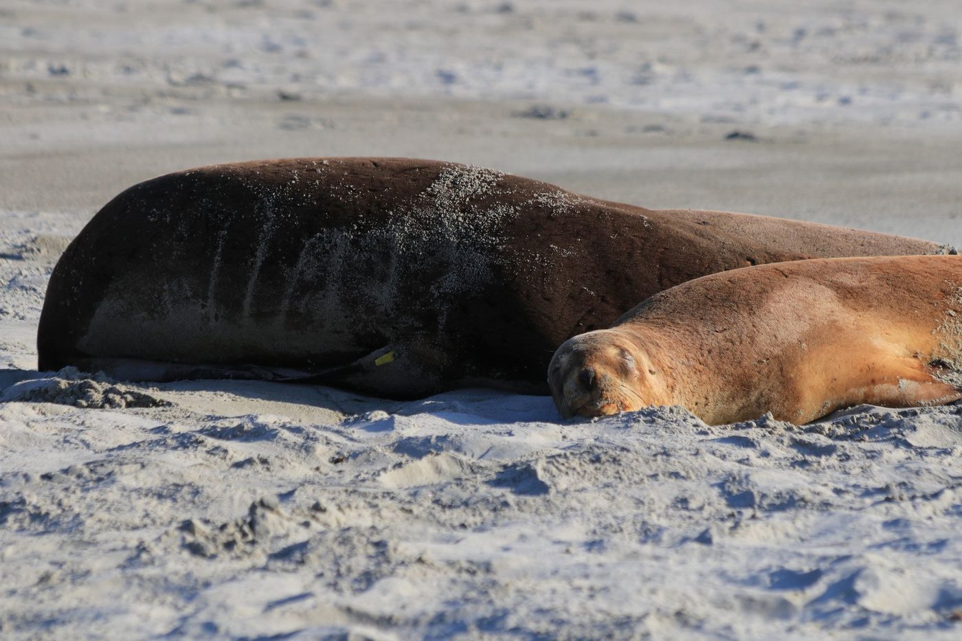 Zeldzame witte zeehond verscheen op Zeeuws strand