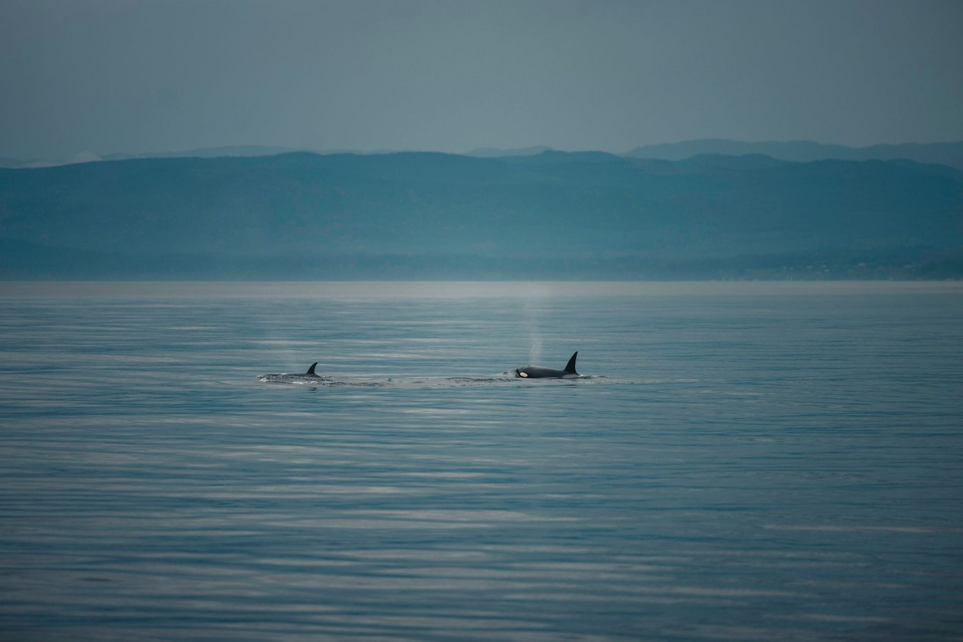 Orca's filmen terwijl ze maanvissen doen 'exploderen' door ramacties