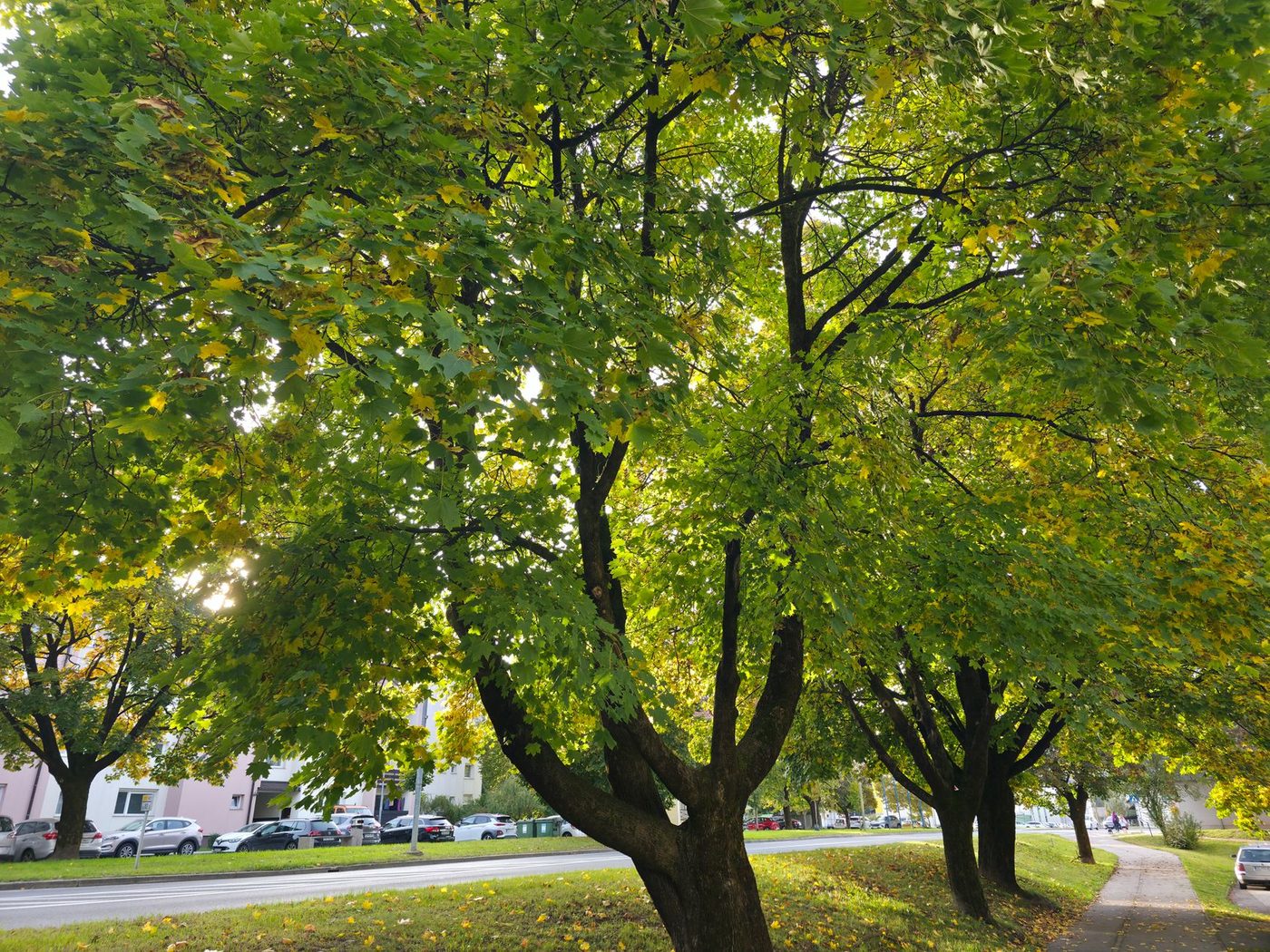Behoud van oude bomen effectiever voor volksgezondheid dan nieuwe aanplant