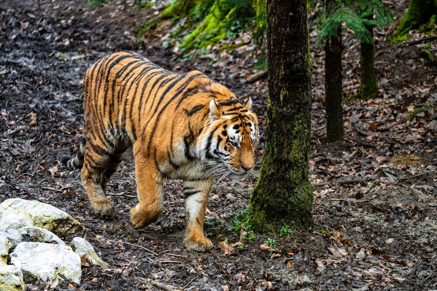 Genetische achteruitgang en fysieke afwijkingen bij sabeltandtigers onthuld