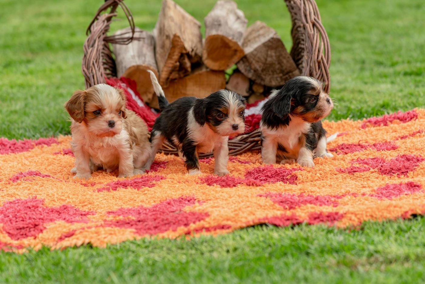 Twaalf puppy's aangetroffen in illegale fokkerij in Ganshoren