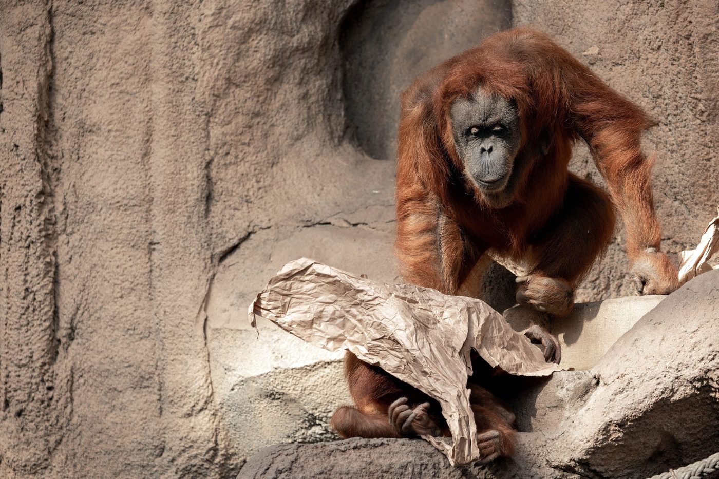 Sociaal leren essentieel voor overleving van jonge orang-oetans