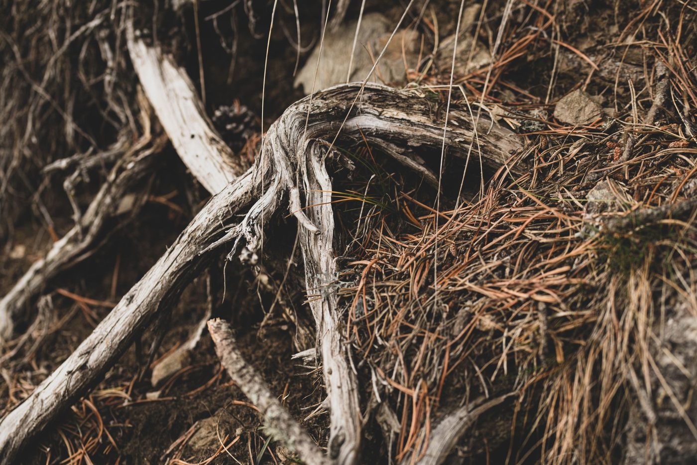 Bacteriën in bodem helpen planten bij het oproepen van natuurlijke vijanden van plagen