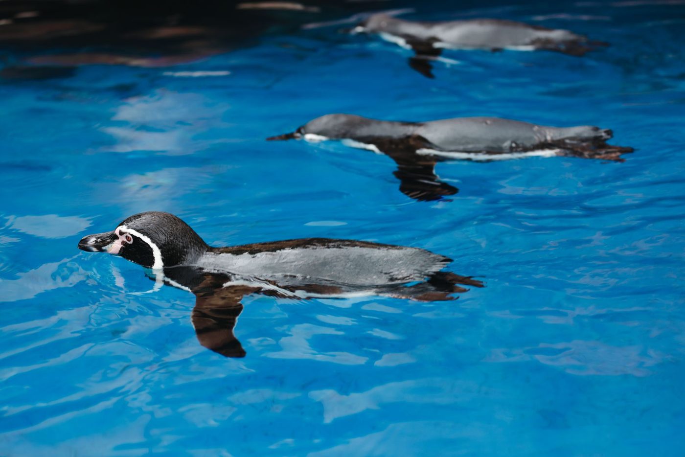 Humboldtpingouïns in Peru bedreigd door combinatie van vogelgriep en klimaatcrisis