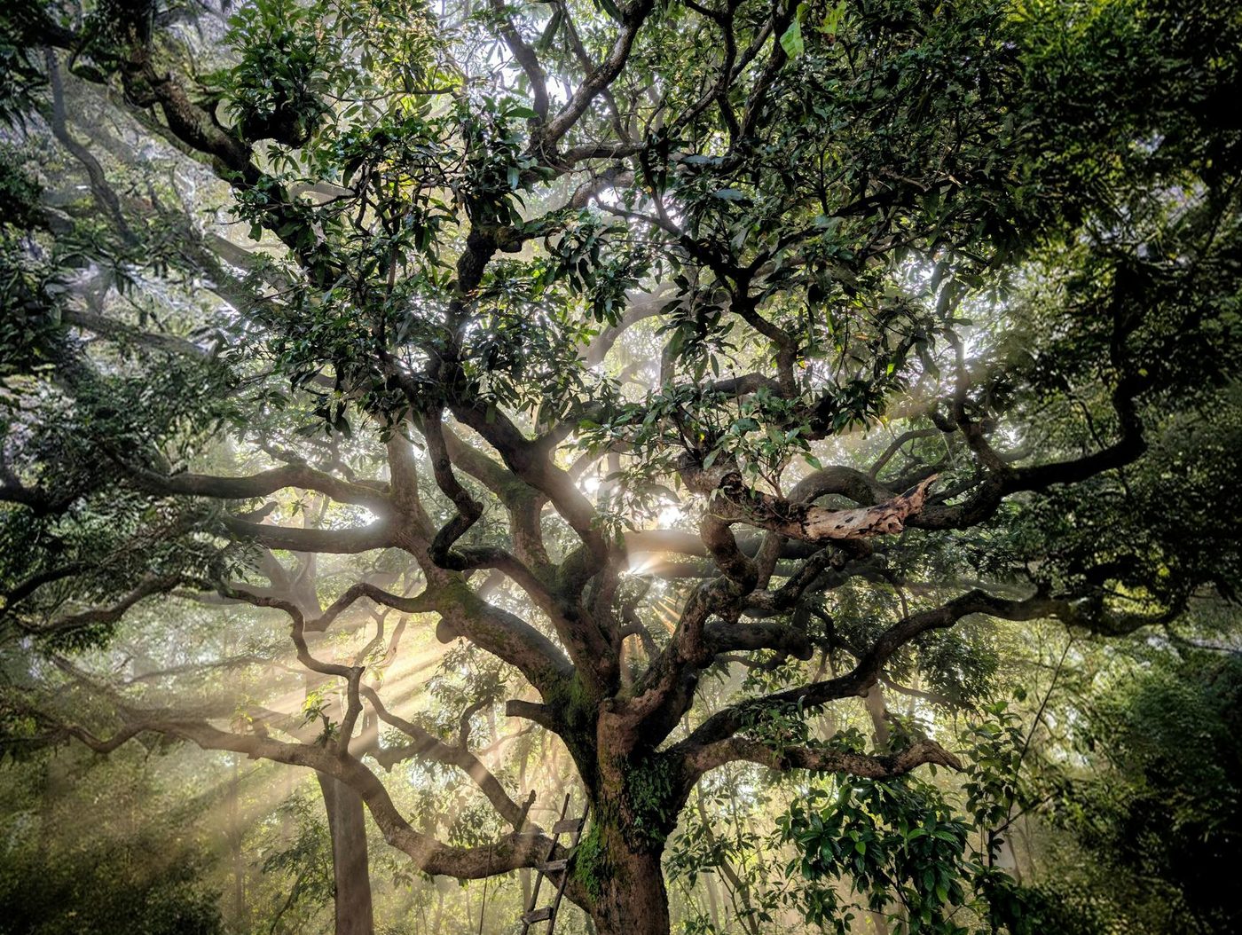 Zeldzame 'dinosaurusboom' Wollemia nobilis te zien bij Koninklijke Serres van Laken