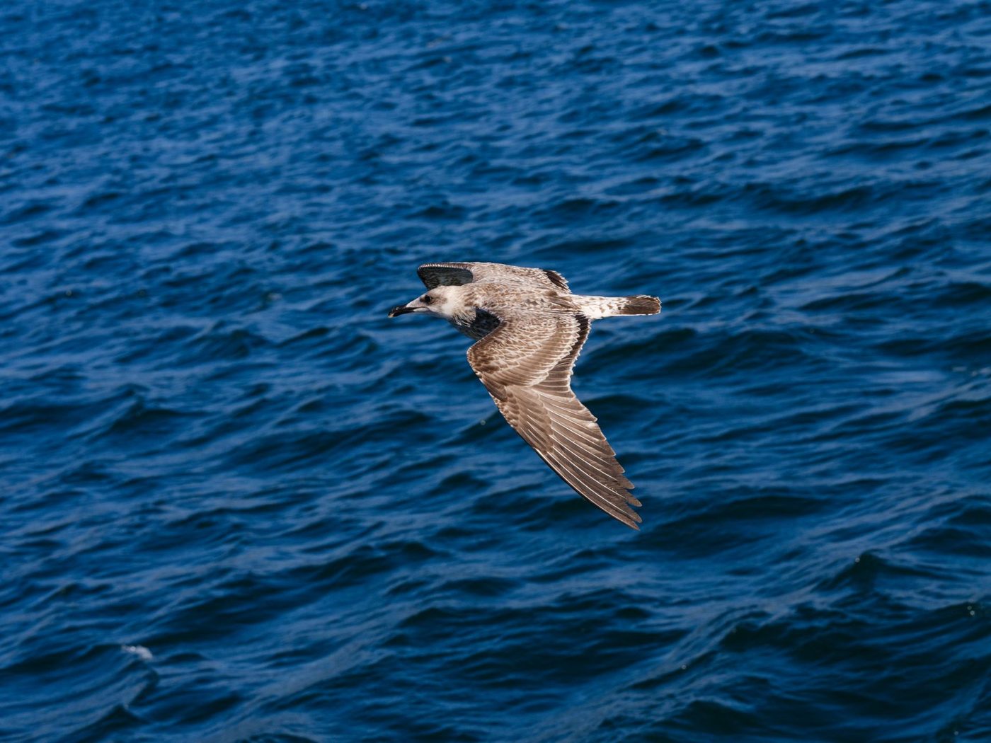 Trekvogels kunnen last krijgen van jetlag tijdens snelle vluchten over de Atlantische Oceaan