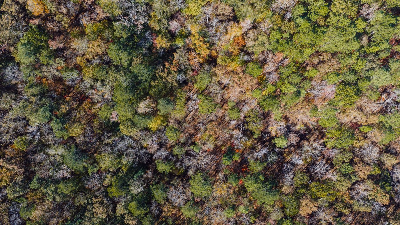 Wetenschappers ontrafelen betekenis van 'Earth embeddings' voor ecologische monitoring