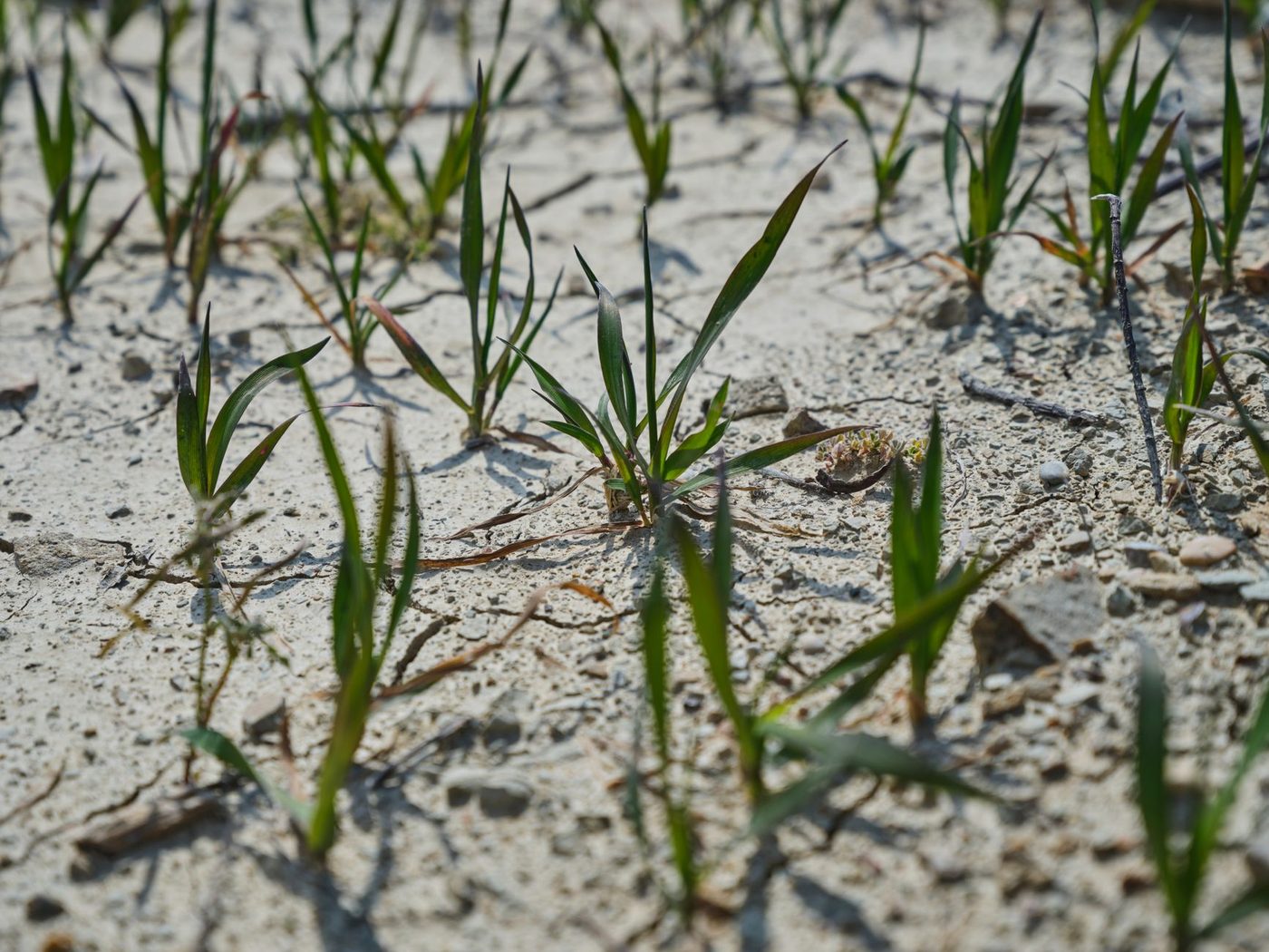 Bioboeren in Brussel kampen met watertekort en hoge kosten door aanhoudende droogte