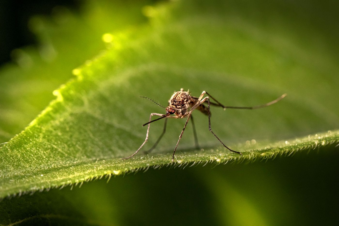 Westnijlvirus rukt razendsnel op in Europa: al 241 besmettingen, ook noordelijker