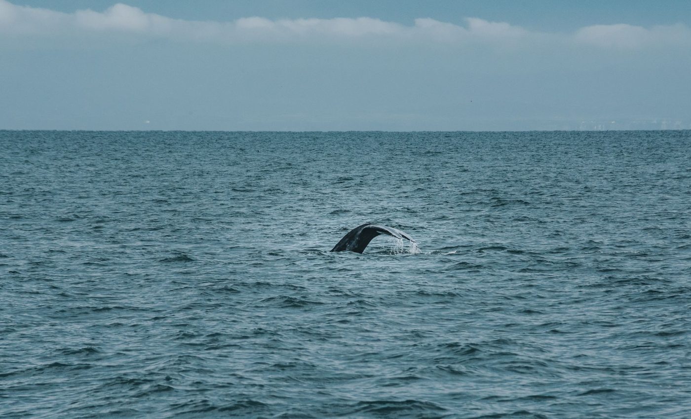 Wetenschappers leggen zeldzaam rouwproces van bultrugwalvis vast