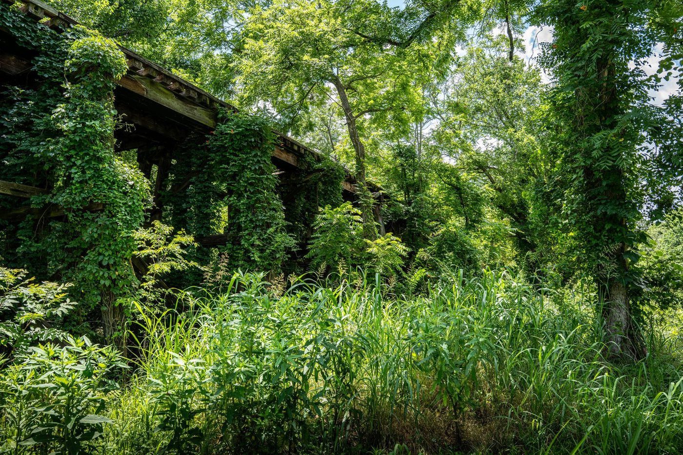 Impact van Zwarte Dood op biodiversiteit door verlating van landbouwgrond