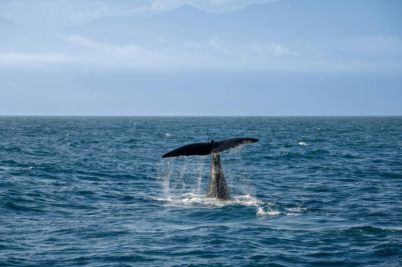 Gestrande bultrug bij Duitse kust zwemt naar open zee
