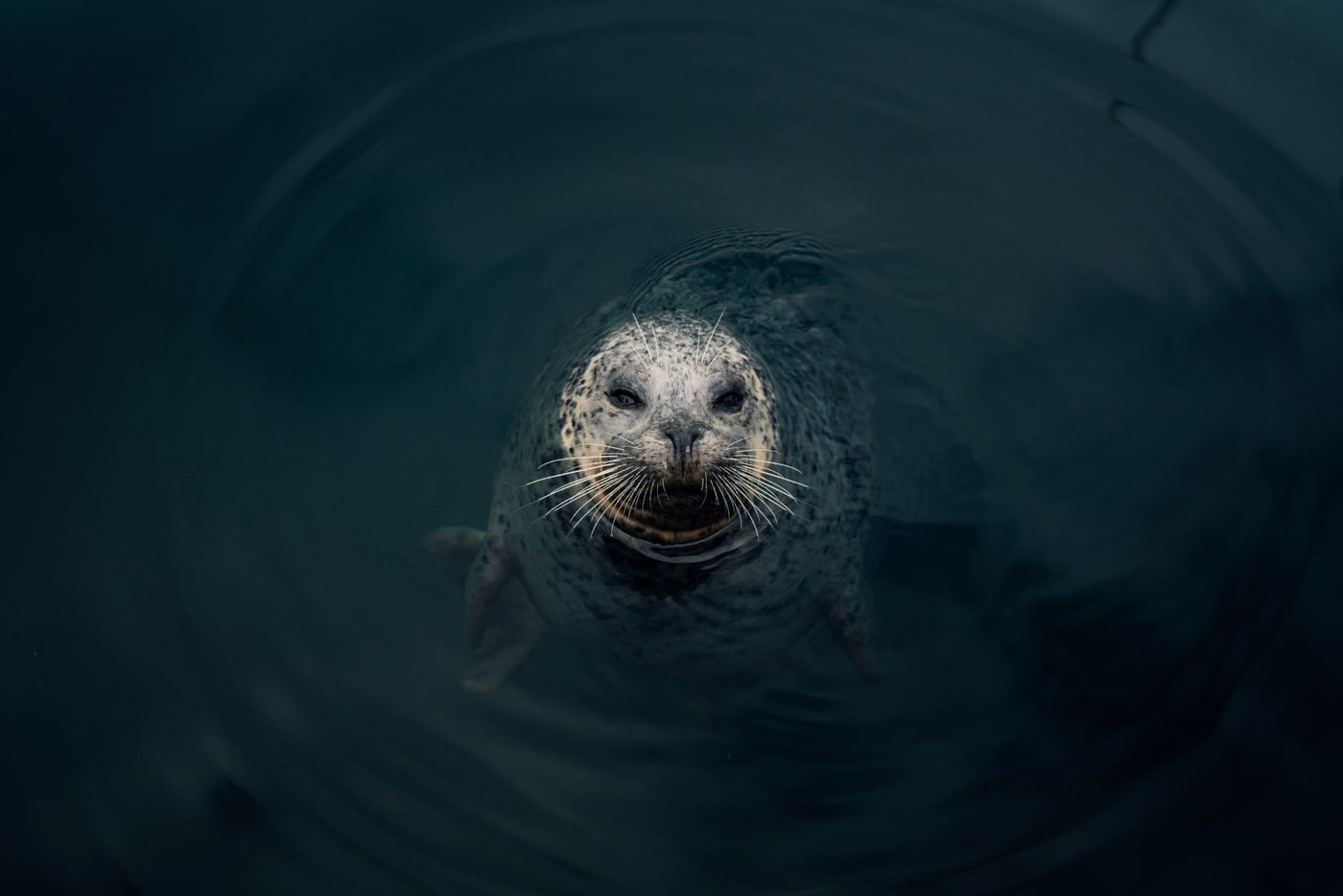 Evolutionair geheim van zeehonden: Gehoor voor zowel lucht als water ontstond reeds vroeg