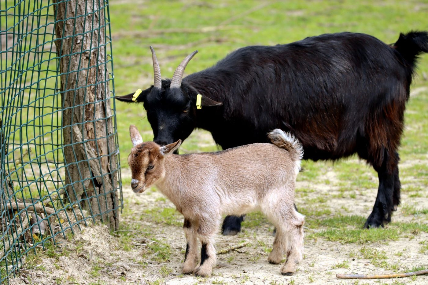 Drie maanden oud geitje sterft nadat bezoekers giftige planten voeren op kinderboerderij