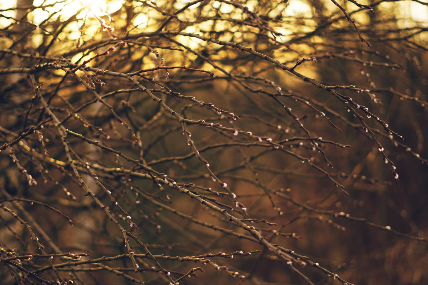 Zonnige lente met grote temperatuurverschillen: Kwik stijgt, maar nachtelijke kou houdt aan